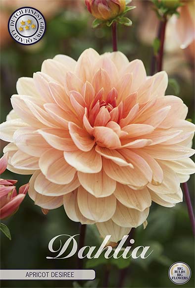 Dahlia Apricot Desiree Dekorativ – förpackningsbild med blomman, 1-pack. Blomlökar från Svedberga Plantskola