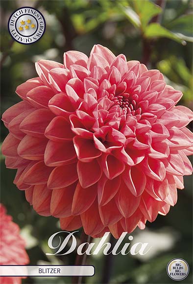 Dahlia Blitzer Dekorativ – förpackningsbild med blomman, 1-pack. Blomlökar från Svedberga Plantskola