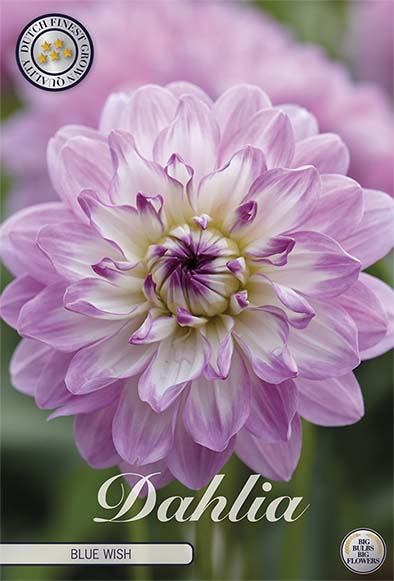 Dahlia Blue Wish Dekorativ – förpackningsbild med blomman, 1-pack. Blomlökar från Svedberga Plantskola