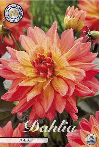 Dahlia Camelot Dekorativ – förpackningsbild med blomman, 1-pack. Blomlökar från Svedberga Plantskola