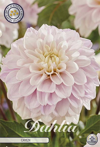 Dahlia Cayen Dekorativ – förpackningsbild med blomman, 1-pack. Blomlökar från Svedberga Plantskola
