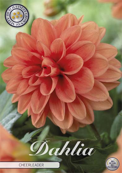 Dahlia Cheerleader Dekorativ – förpackningsbild med blomman, 1-pack. Blomlökar från Svedberga Plantskola