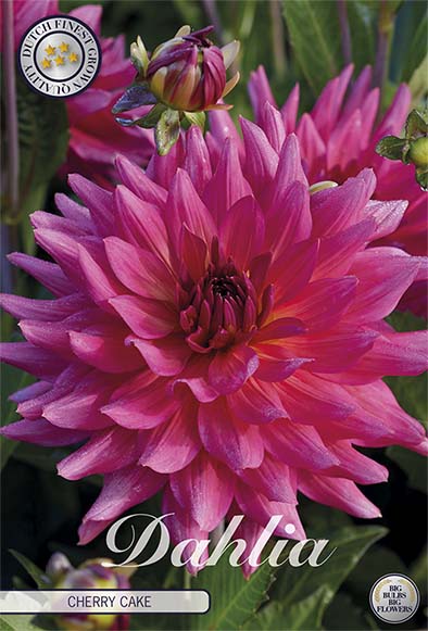 Dahlia Cactus Cherry Cake – förpackningsbild med blomman, 1-pack. Blomlökar från Svedberga Plantskola