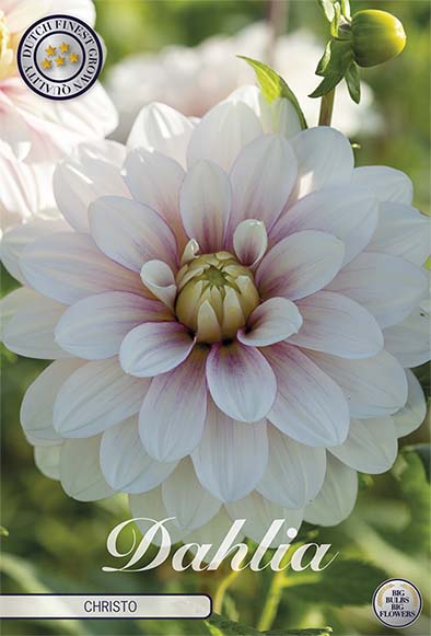 Dahlia Christo Dekorativ – förpackningsbild med blomman, 1-pack. Blomlökar från Svedberga Plantskola