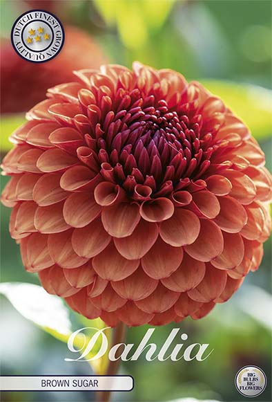 Dahlia Brown Sugar – förpackningsbild med blomman, 1-pack. Blomlökar från Svedberga Plantskola