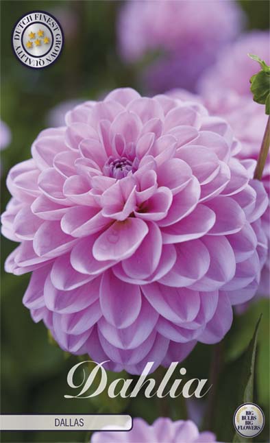 Dahlia Dallas – förpackningsbild med blomman, 1-pack. Blomlökar från Svedberga Plantskola