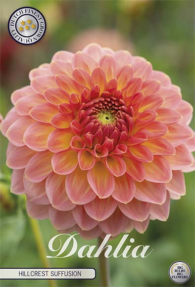 Dahlia Hillcrest Suffusion – förpackningsbild med blomman, 1-pack. Blomlökar från Svedberga Plantskola