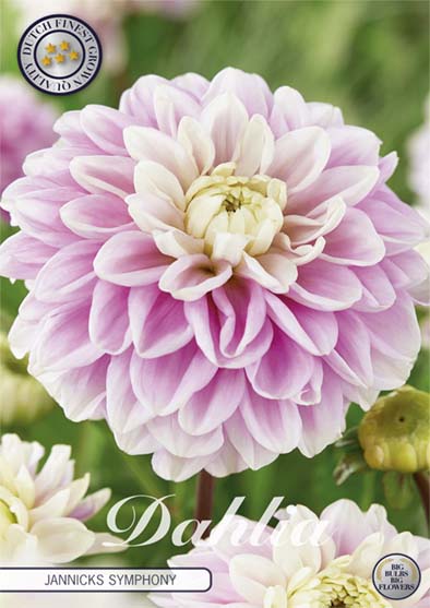 Dahlia Jannicks Symphony – förpackningsbild med blomman, 1-pack. Blomlökar från Svedberga Plantskola