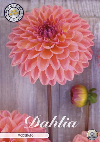 Dahlia Moderato – förpackningsbild med blomman, 1-pack. Blomlökar från Svedberga Plantskola