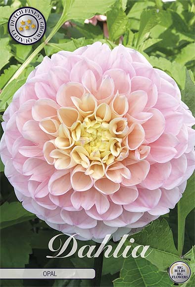 Dahlia Opal – förpackningsbild med blomman, 1-pack. Blomlökar från Svedberga Plantskola