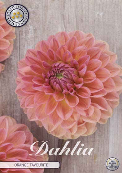 Dahlia Orange Favourite – förpackningsbild med blomman, 1-pack. Blomlökar från Svedberga Plantskola