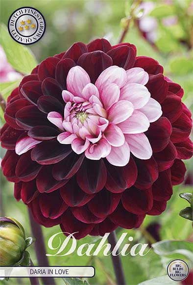 Dahlia Daria In Love Dekorativ – förpackningsbild med blomman, 1-pack. Blomlökar från Svedberga Plantskola