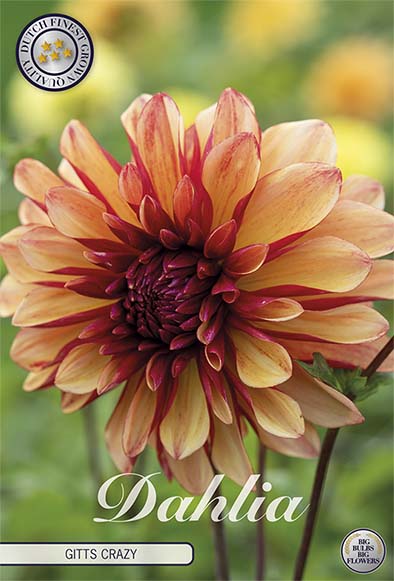 Dahlia Gitts Crazy Dekorativ – förpackningsbild med blomman, 1-pack. Blomlökar från Svedberga Plantskola