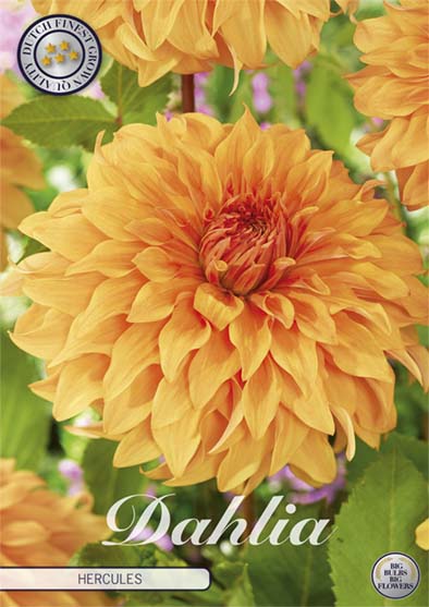 Dahlia Hercules Dekorativ – förpackningsbild med blomman, 1-pack. Blomlökar från Svedberga Plantskola