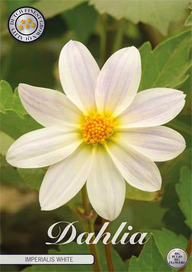 Dahlia Special Imperialis White – förpackningsbild med blomman, 1-pack. Blomlökar från Svedberga Plantskola