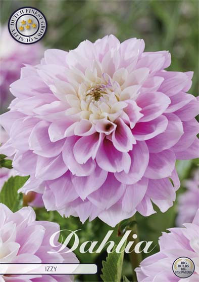 Dahlia Izzy Dekorativ – förpackningsbild med blomman, 1-pack. Blomlökar från Svedberga Plantskola