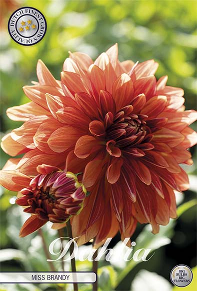 Dahlia Miss Brandy Dekorativ – förpackningsbild med blomman, 1-pack. Blomlökar från Svedberga Plantskola
