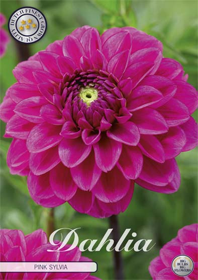 Dahlia Pink Sylvia – förpackningsbild med blomman, 1-pack. Blomlökar från Svedberga Plantskola
