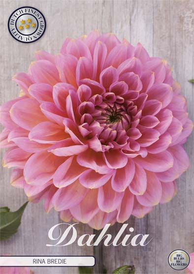 Dahlia Rina Bredie Dekorativ – förpackningsbild med blomman, 1-pack. Blomlökar från Svedberga Plantskola