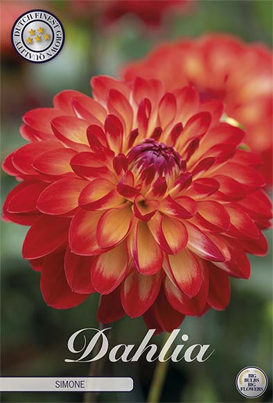 Dahlia Simone Dekorativ – förpackningsbild med blomman, 1-pack. Blomlökar från Svedberga Plantskola