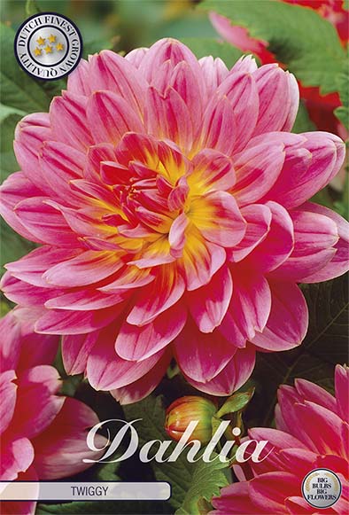 Dahlia Twiggy Dekorativ – förpackningsbild med blomman, 1-pack. Blomlökar från Svedberga Plantskola