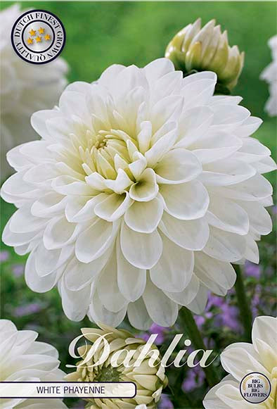 Dahlia White Phayenne Dekorativ – förpackningsbild med blomman, 1-pack. Blomlökar från Svedberga Plantskola