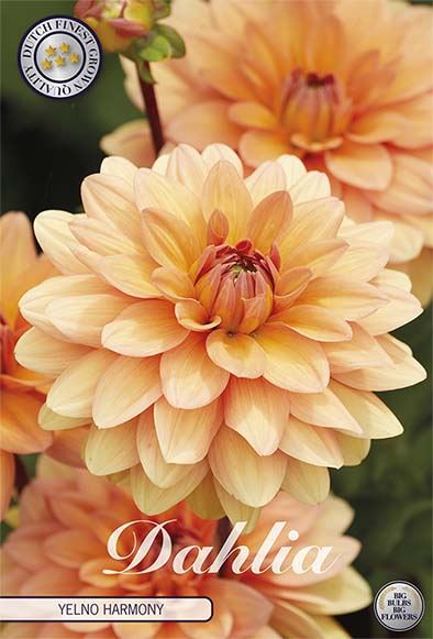 Dahlia Yelno Harmony Dekorativ – förpackningsbild med blomman, 1-pack. Blomlökar från Svedberga Plantskola
