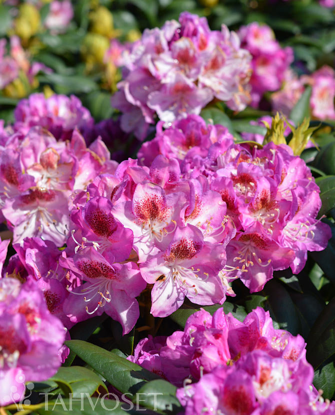 Rododendron &