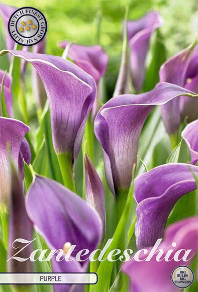 Zantedeschia Purple  1-pack