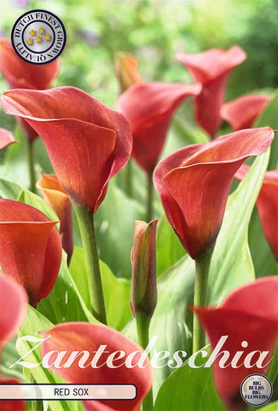 Zantedeschia Red Sox  1-pack