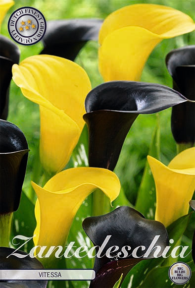 Zantedeschia Vitessa 2-pack