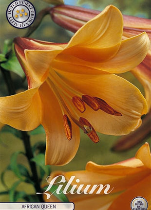 Trumpetti lilja-Lilium Trumpetti African Queen 2 kpl