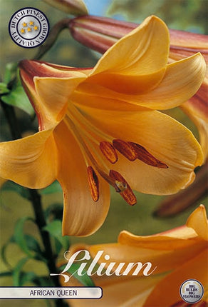 Trumpetlilja-Lilium Trumpet African Queen 2-pack