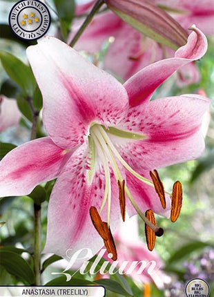 Lily-Lilium Orienpet Anastasia (Treelily) 2 kpl