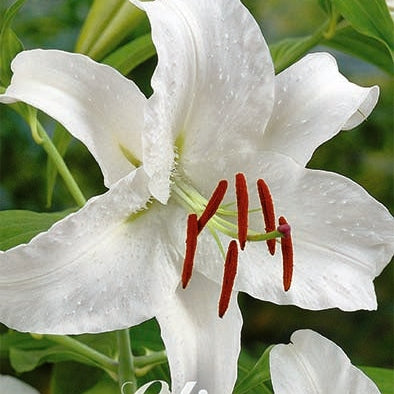 Orientalisk lilja-Lilium Premium Blond 2-pack NYHET