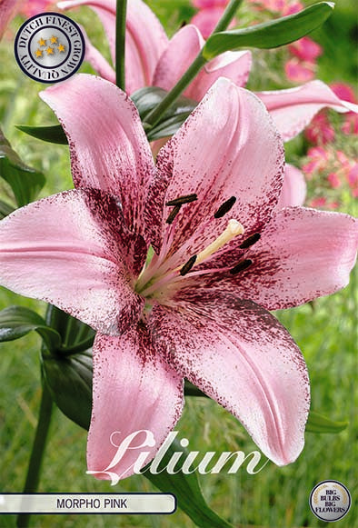 Orientalisk lilja-Lilium Oriental Morpho Pink 2-pack NYHET
