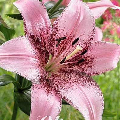 Orientalisk lilja-Lilium Oriental Morpho Pink 2-pack NYHET