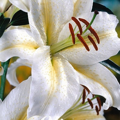 Orientalisk lilja-Lilium Devotion 2-pack