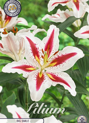 Orientalsk lilje-Lilium Orientalsk Big Smile 2-pak NYHED