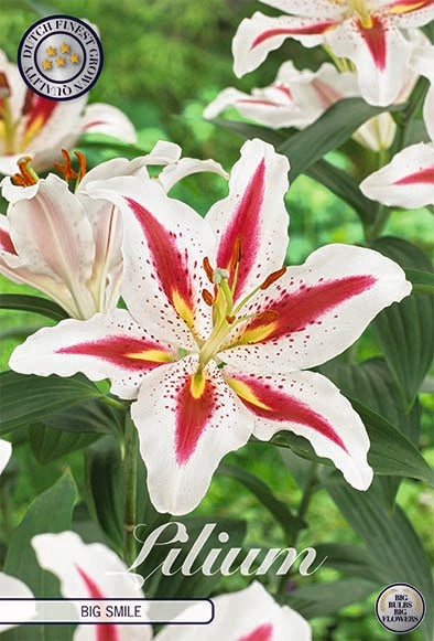 Orientalisk lilja-Lilium Oriental Big Smile 2-pack NYHET