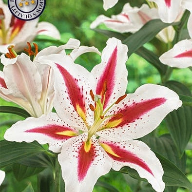 Orientalisk lilja-Lilium Oriental Big Smile 2-pack NYHET