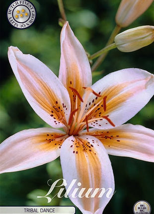 Asiatic Lily-Lilium Tribal Dance 2-pack NYHED