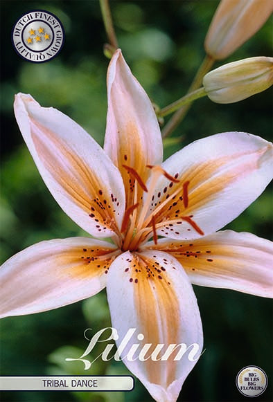 Asiatic Lily-Lilium Tribal Dance 2-pack NYHED