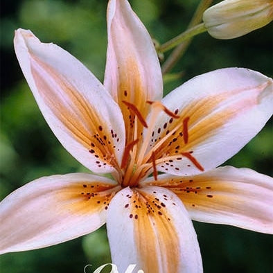 Asiatlilja-Lilium Tribal Dance 2-pack NYHET