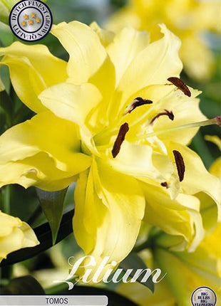 Oriental Lily-Lilium Oriental Tomos NYHED 2-pak