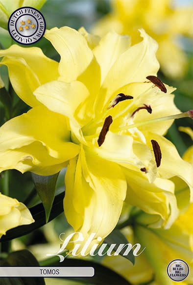 Orientalisk Lilja-Lilium Oriental Tomos NYHET  2-pack