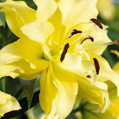 Orientalisk Lilja-Lilium Oriental Tomos NYHET 2-pack