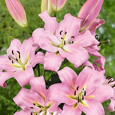 Orientalisk lilja-Lilium Oriental Gracefull 2-pack NYHET