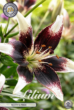 Asiatlilja-Lilium Netty's Pride 2-pack