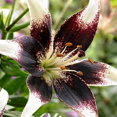 Asiatlilja-Lilium Netty&